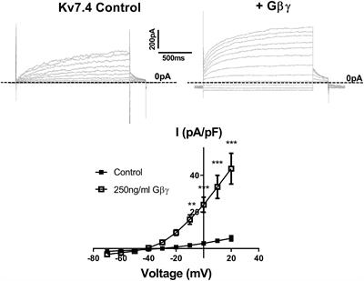 The Gβ1 and Gβ3 Subunits Differentially Regulate Rat Vascular Kv7 Channels